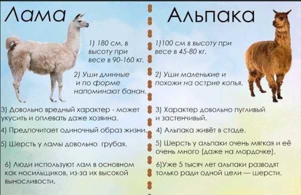 Топ-10 самых милых животных в мире (по данным науки) — только факты!
топ-10 самых милых животных в мире (по данным науки) — только факты!