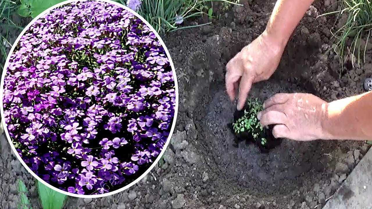 Фиолетовые пионы – уникальное украшение сада
