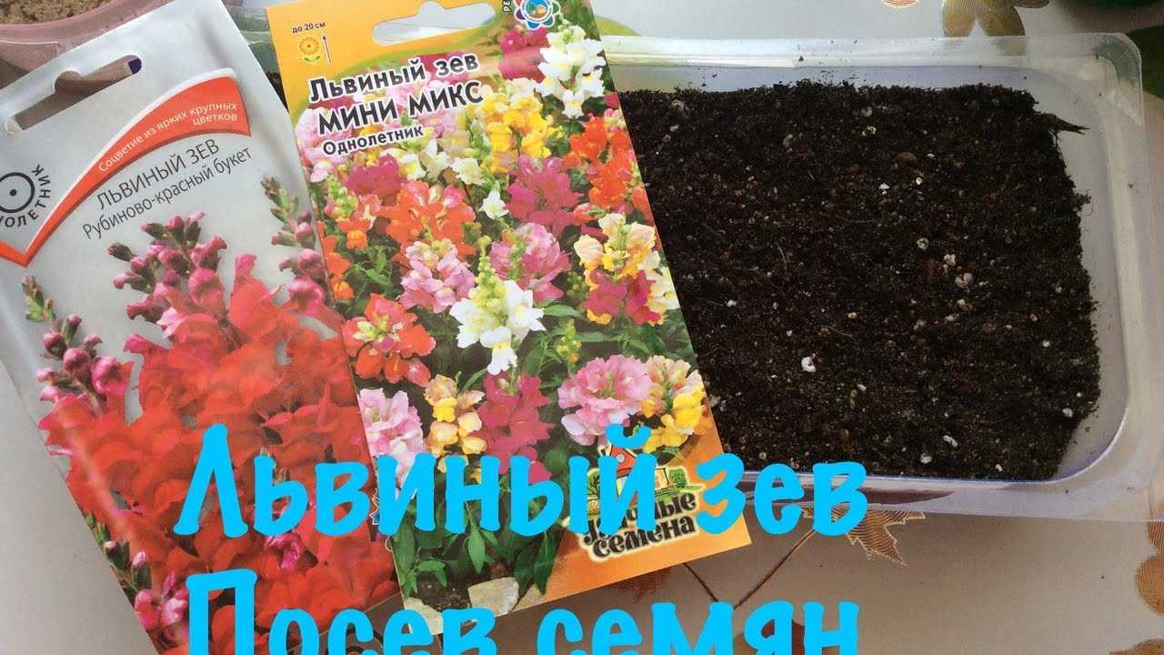 Львиный зев: посадка и уход в открытом грунте, фото цветов, когда и как сажать