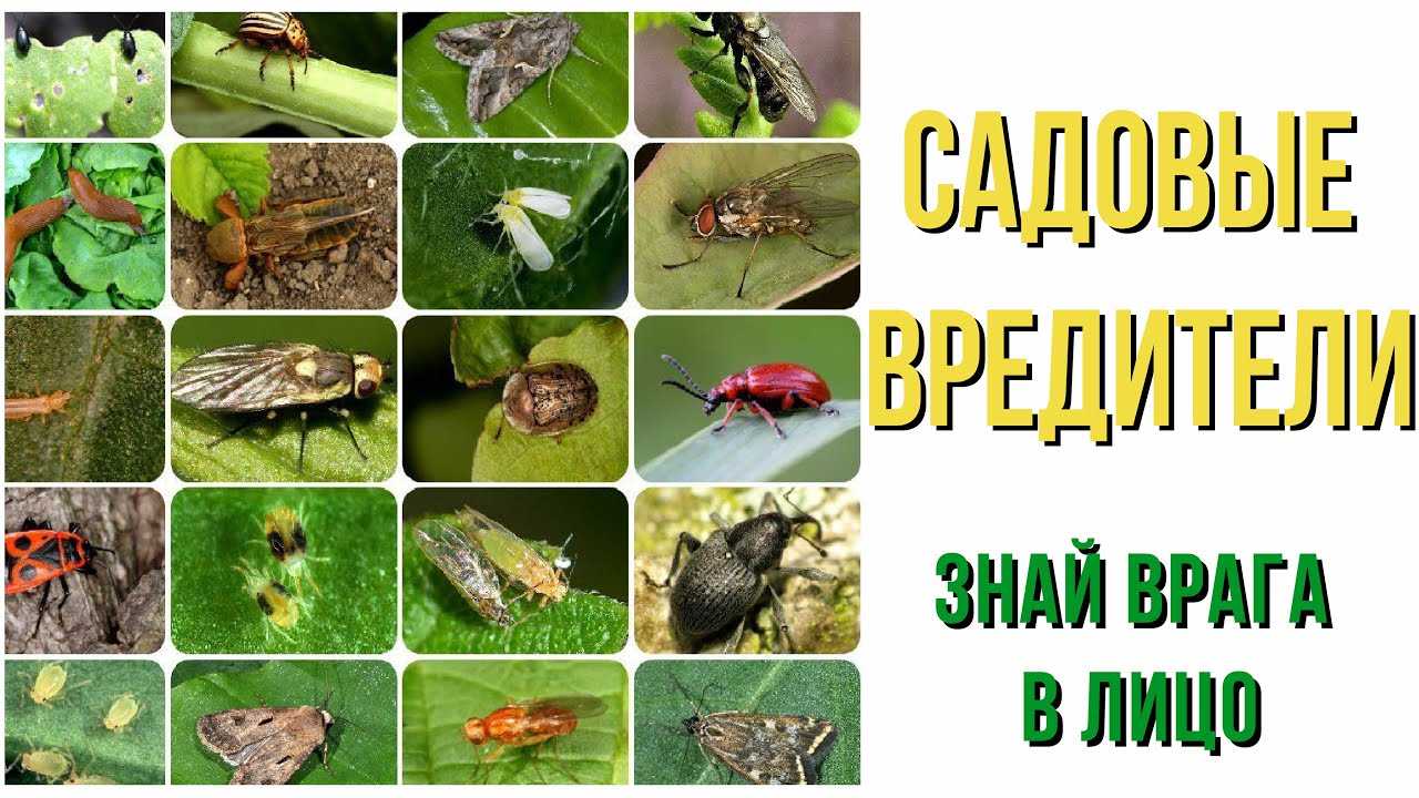 Описание с фото болезней орхидей фаленопсис и других (листьев, корней, бутонов цветов, цветоносов) и их лечения