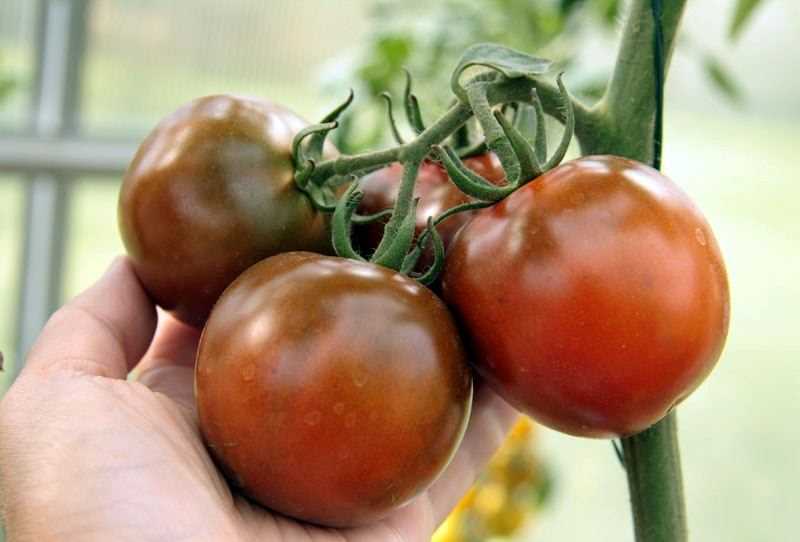 Черный томат «кумато»: характеристика сорта, описание агротехники, особенности ухода