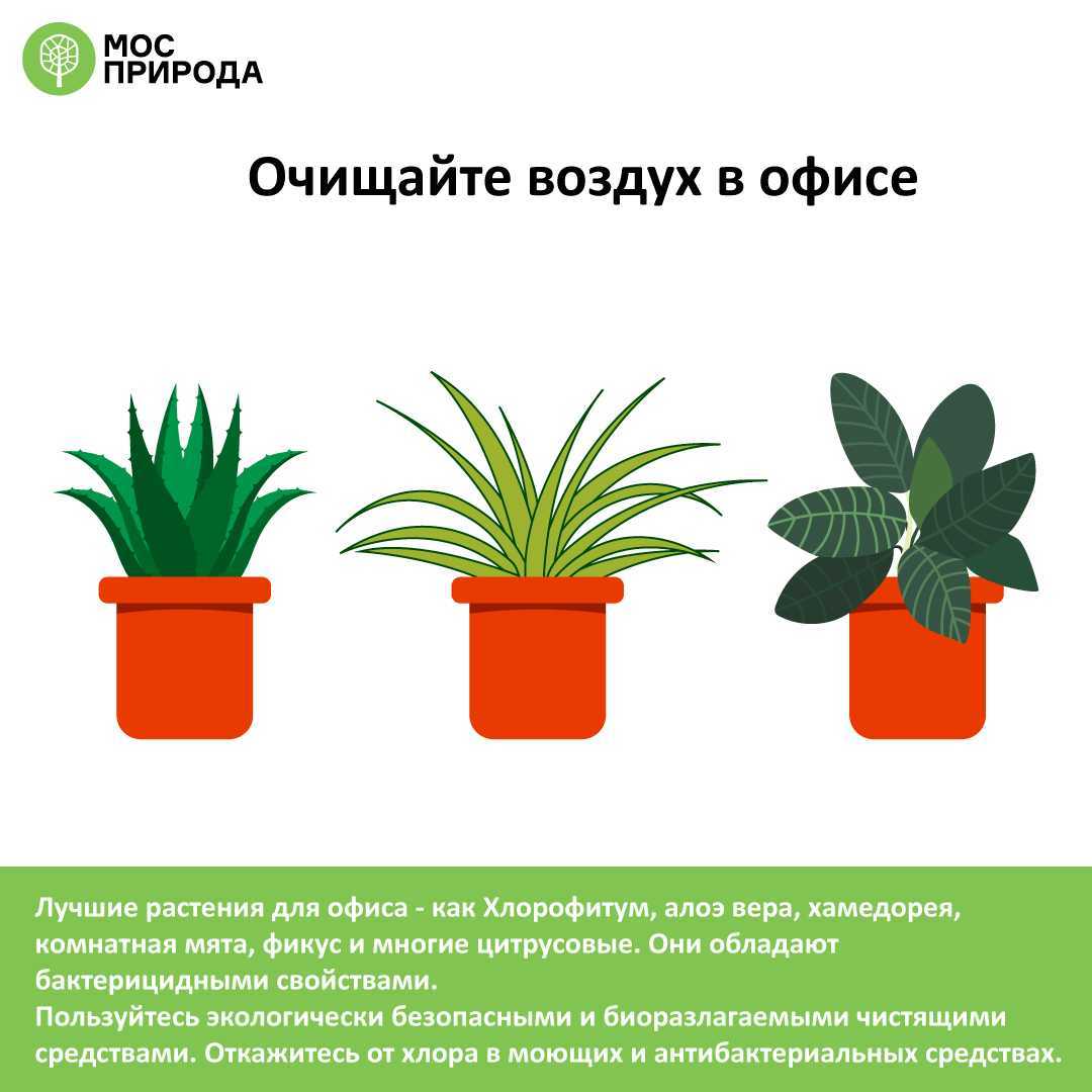 12 комнатных растений, которые улучшают качество воздуха в помещении