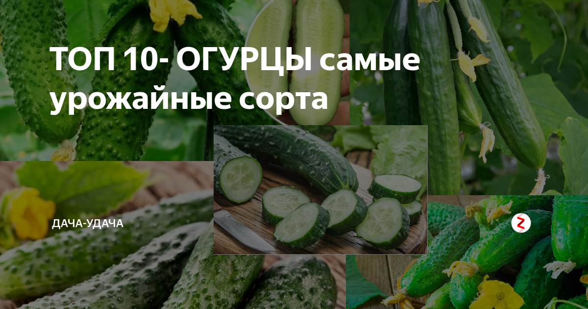 Лучшие сорта поздних огурцов: их описания и выращивание