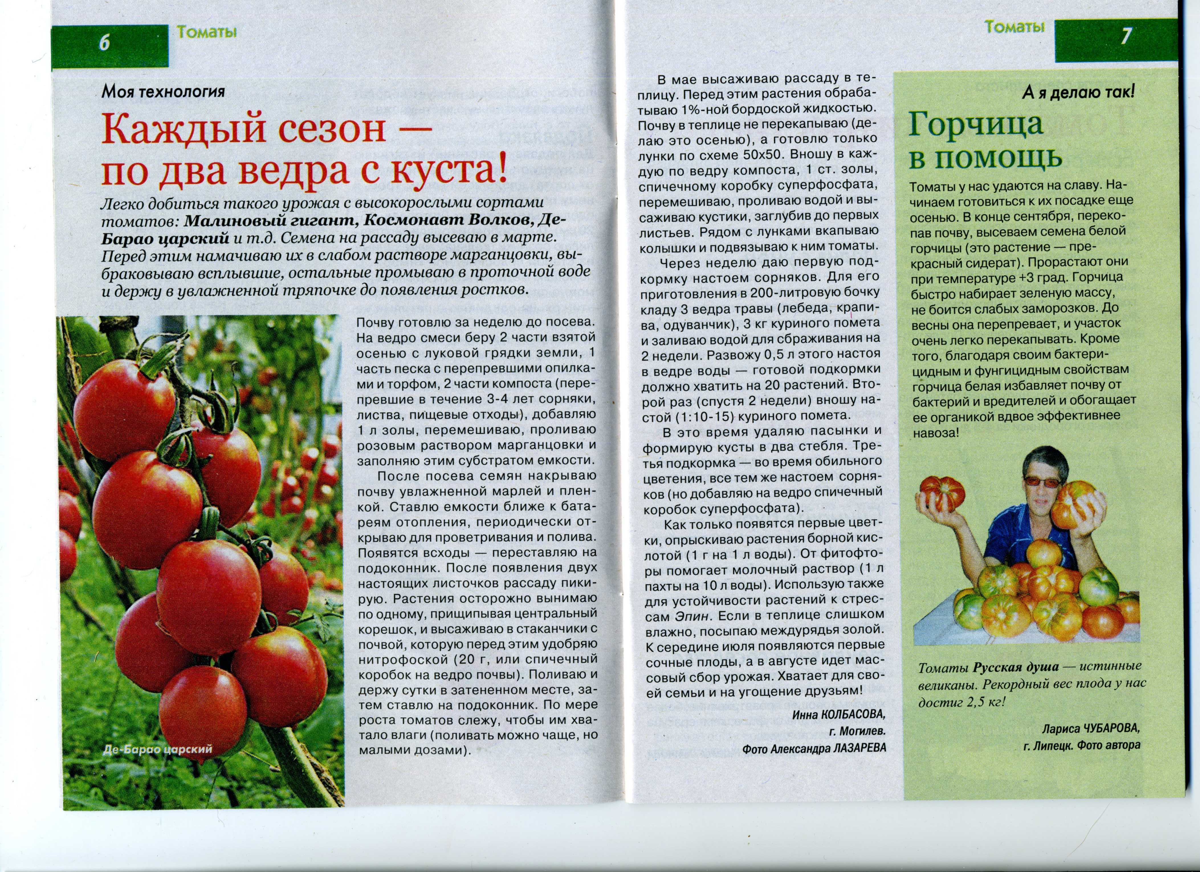 Томат чайная роза: характеристика сорта, отзывы о его урожайности, фото поспевших плодов и нюансы выращивания