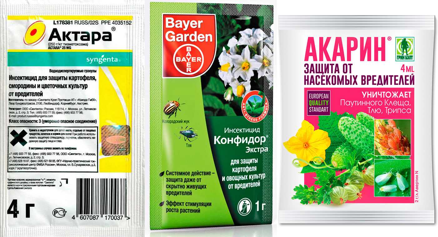 Паутинный клещ: чем он опасен и как избавиться от него? — fertilizer daily