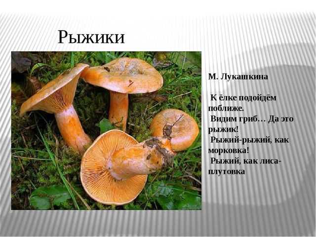Грибы рыжики: как выглядят, где растут, как отличить съедобные от ложных?  виды грибов рыжиков, их польза и вред для человека: фотографии с описанием. как отличить рыжики от волнушек съедобных и ложных: признаки