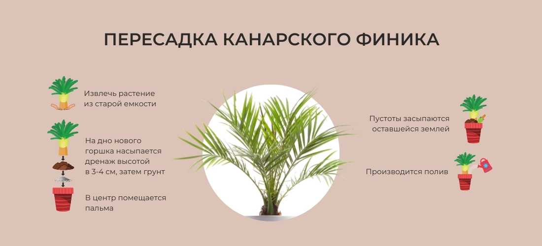 Уход за цикасом в домашних условиях