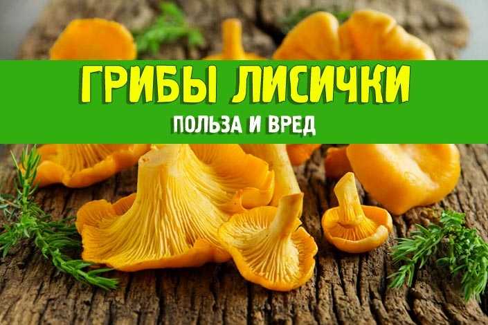 Ложные лисички - как выглядят с фото, можно ли употреблять в пищу и признаки пищевого отравления
