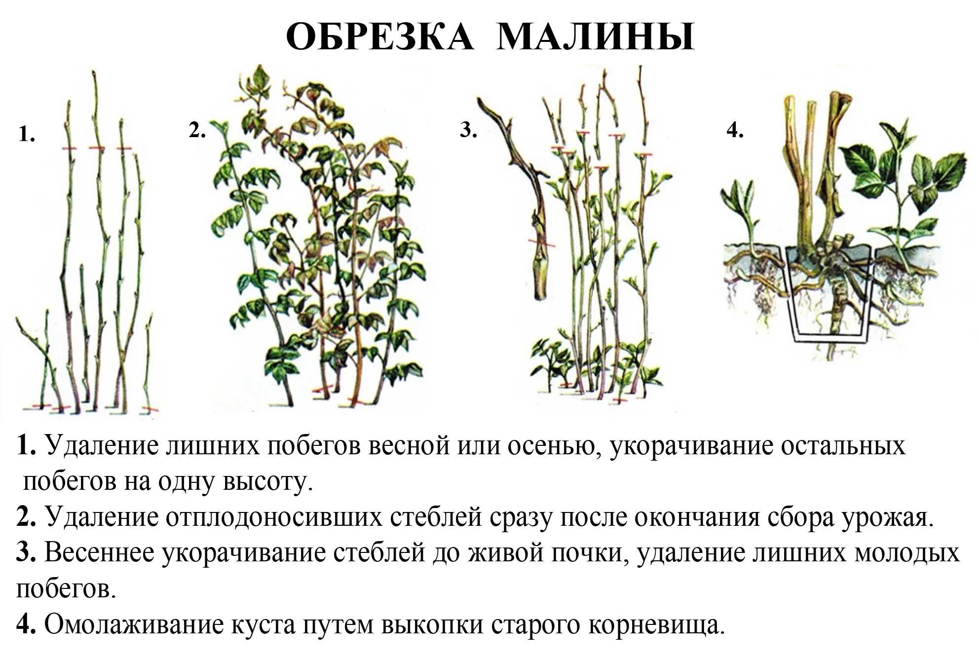 Чем отличается черная малина и ежевика