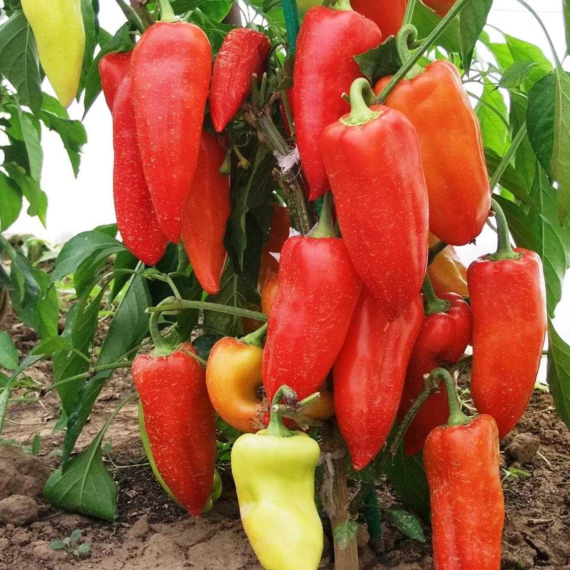 Раннеспелые сорта перца сладкого для сибири
