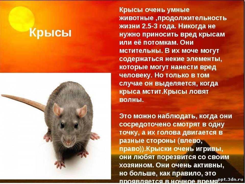 Как избавиться от водяных крыс на участке: признаки появления, наносимый вред, способы борьбы — отпугивание, химические средства, народные методы, из плюсы и минусы