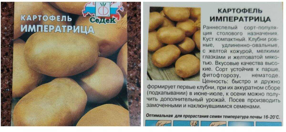 Картошка импала: описание сорта, достоинства, фото и отзывы