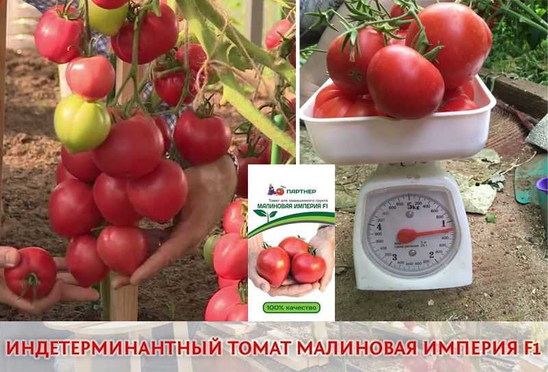 Самые необычные томаты, которые я выращивала в прошлом сезоне