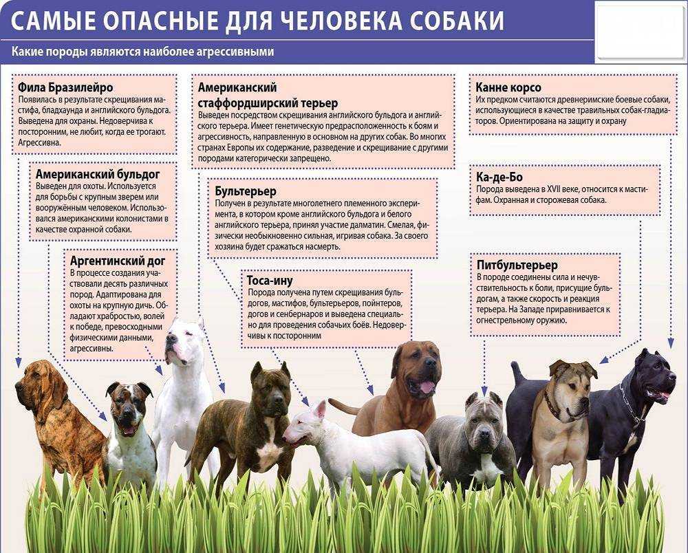 13 пород собак в списке мвд — о законе, список пород, правила выгула и штрафы