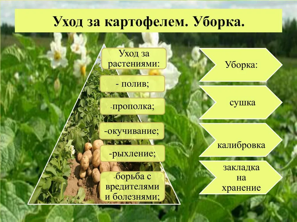 Как вырастить картофель из семян | огородник