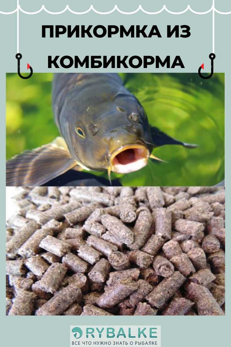Рыба в пруду: как сделать пруд и какие рыбы там водятся, как разводить и чем кормить, как зарыбить, уход и выращивание