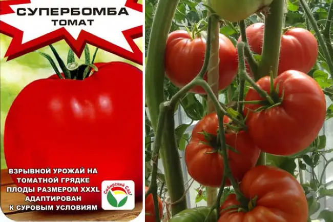 Описание томата Супербомба отзывы фото урожайность характеристика и описание достоинства и недостатки сорта рекомендации по выращиванию