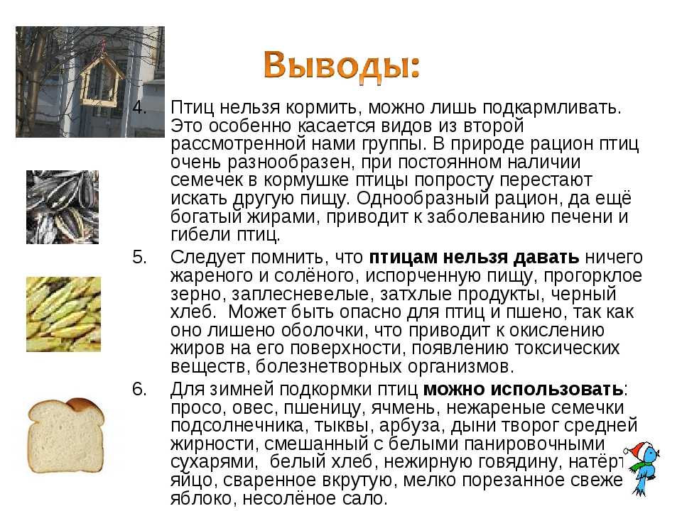 Чем можно и чем нельзя кормить птиц зимой?