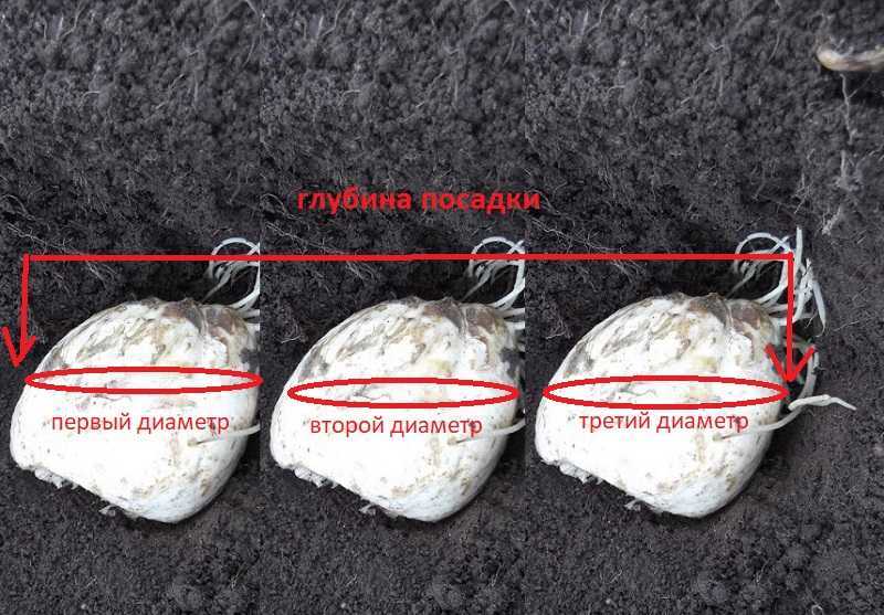 Фритиллярия: посадка, уход, сорта и секреты пышного цветения