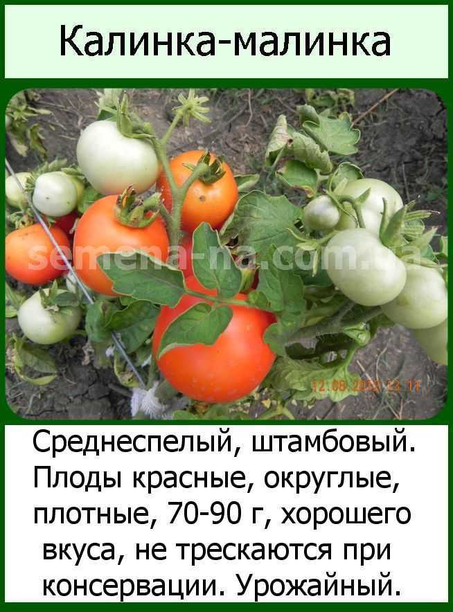 Сорта томатов, которые мы рекомендуем выращивать в сезоне 2019 — ботаничка