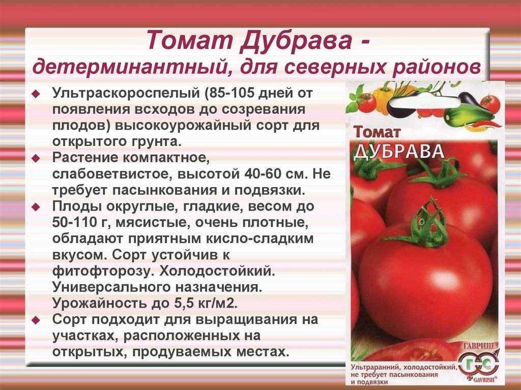 Томат «дубок»: характеристика и описание сорта
