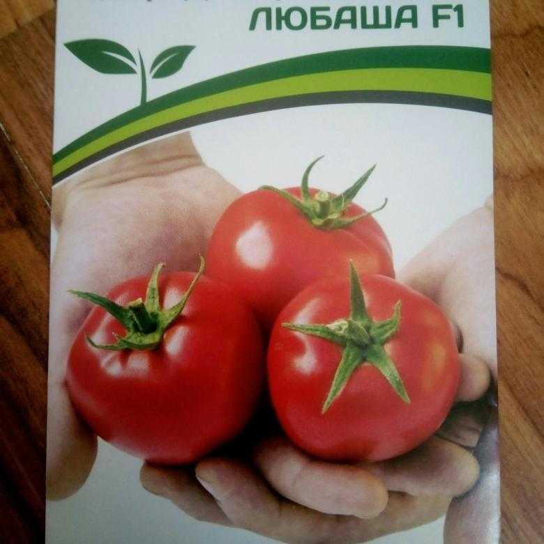 Томат верочка: характеристика и описание сорта