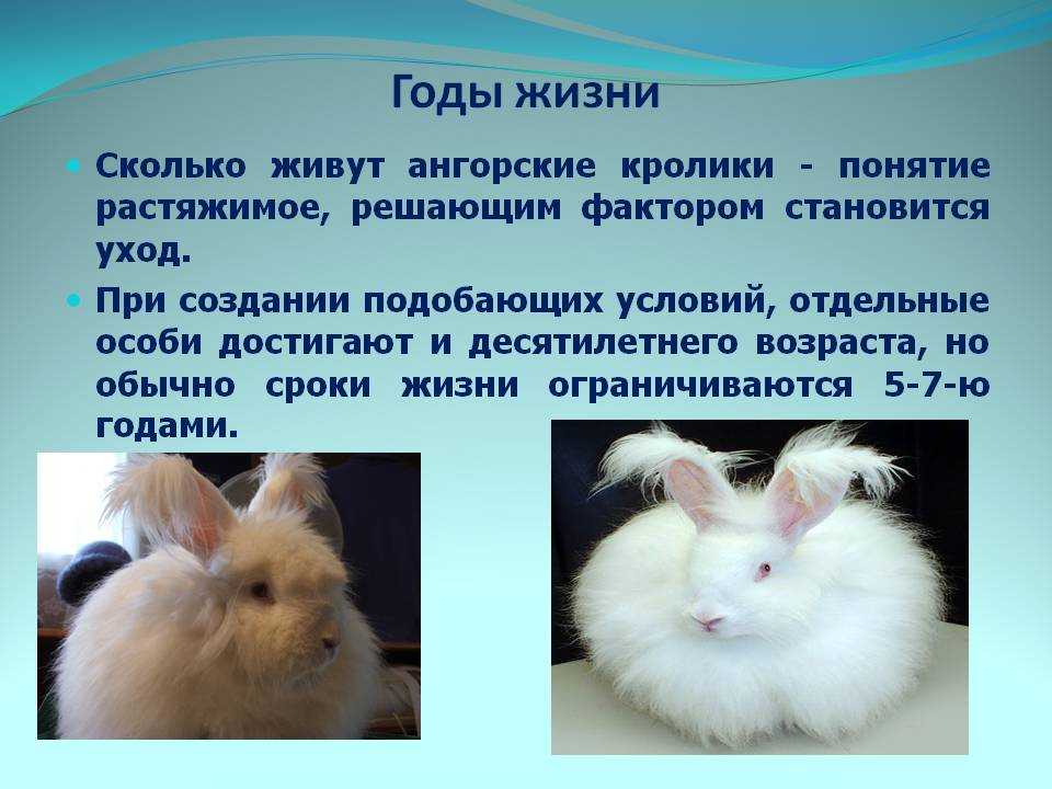 Продолжительность жизни декоративных кроликов в домашних условиях