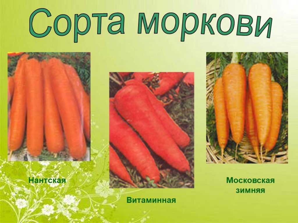 Лучшие сорта моркови