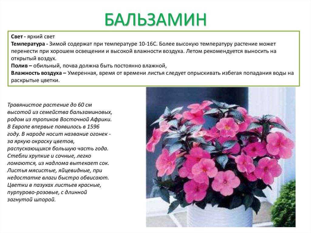Цветок бальзамин: как выращивать и ухаживать дома | хозяйка усадьбы