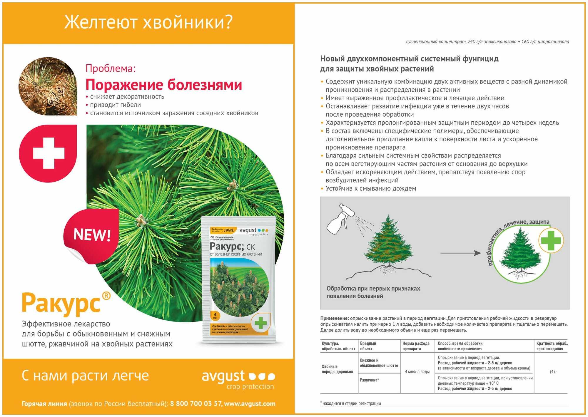 «фитозонт хвойный», «ракурс», «пиноцид» - уникальные препараты для здоровья и красоты хвойных растений — ботаничка