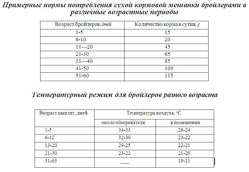 С чего начать разведение бройлеров в домашних условиях для начинающих