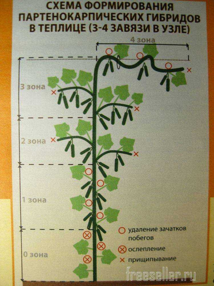 Формирование огурцов в теплице: пошаговая инструкция как формировать кусты в теплице и парнике, фото и схемы