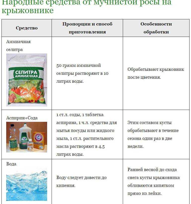 Мучнистая роса на крыжовнике: чем обработать, как бороться, эффективные средства