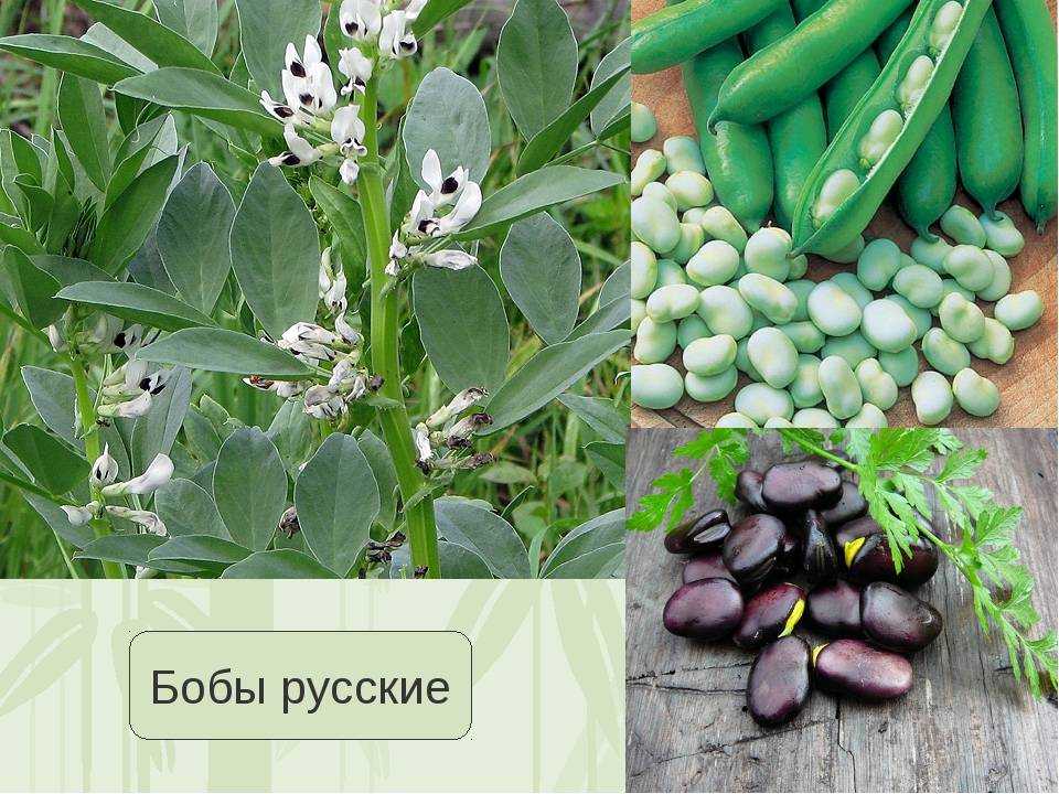 Бобы: польза и вред для здоровья, рецепты