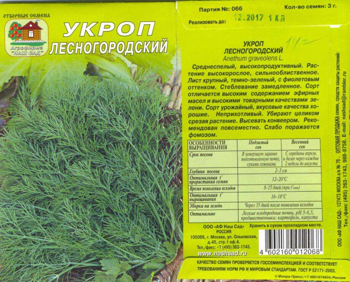 Выращивание укропа: в открытом грунте на дачной грядке, на гидропонике, при какой температуре он лучше растет, особенности ухода, как правильно срезать