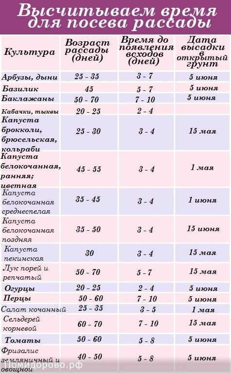 Выращивание томатов в открытом грунте