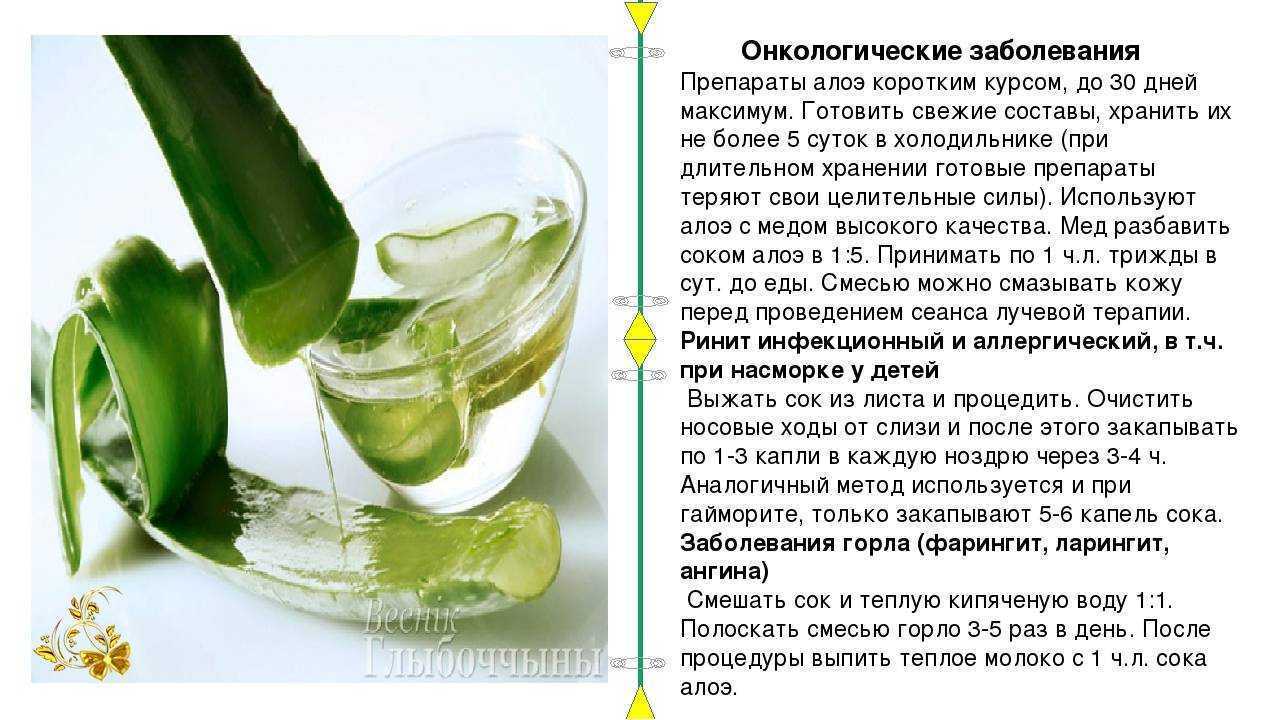 Один из самых популярных комнатных лекарей каланхоэ В горшках выращиваются различные виды этого растения О том какие из них лечебные и как использовать полезные свойства каланхоэ пойдёт речь в этой статье
