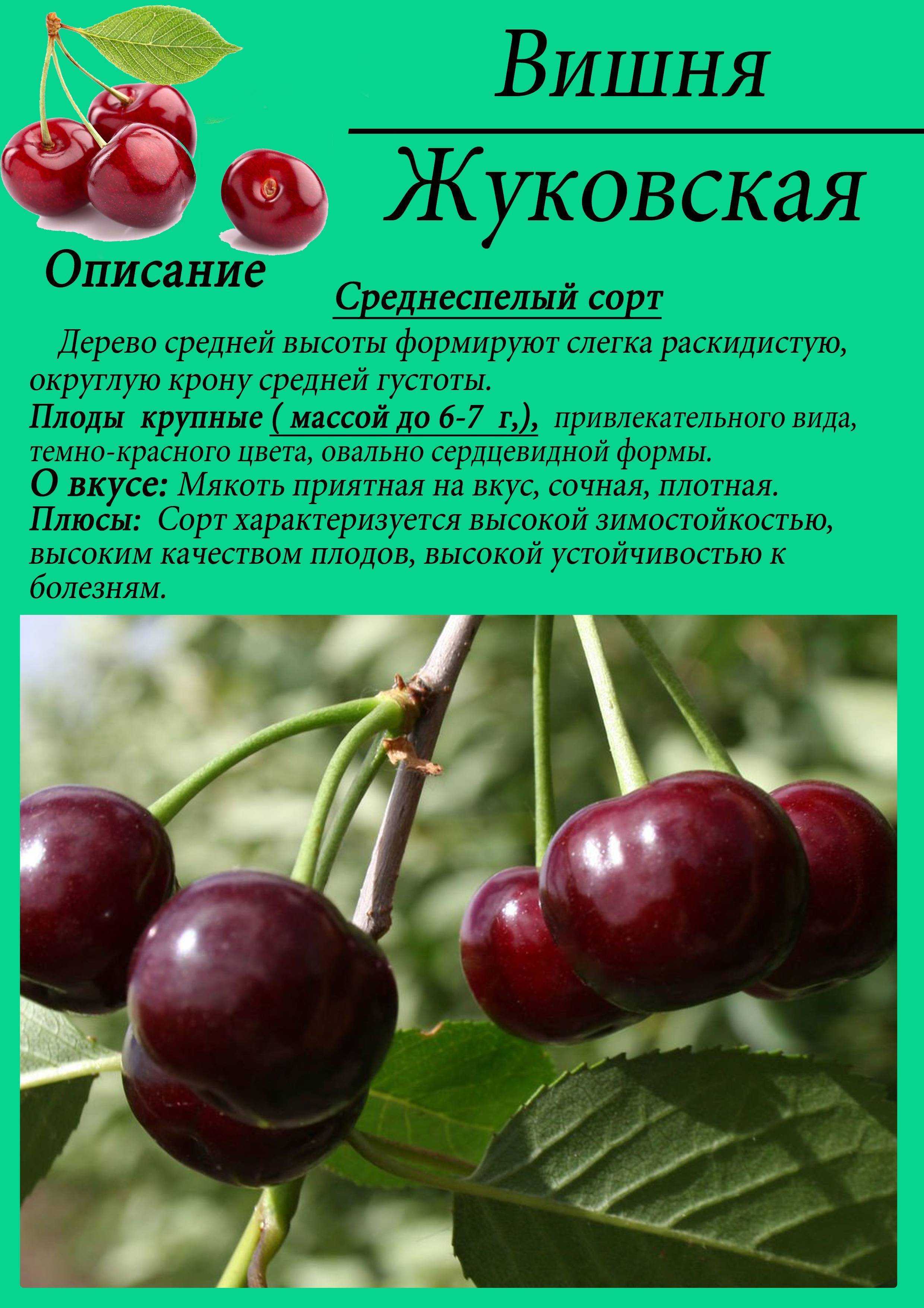 Лучшие сорта вишни для подмосковья