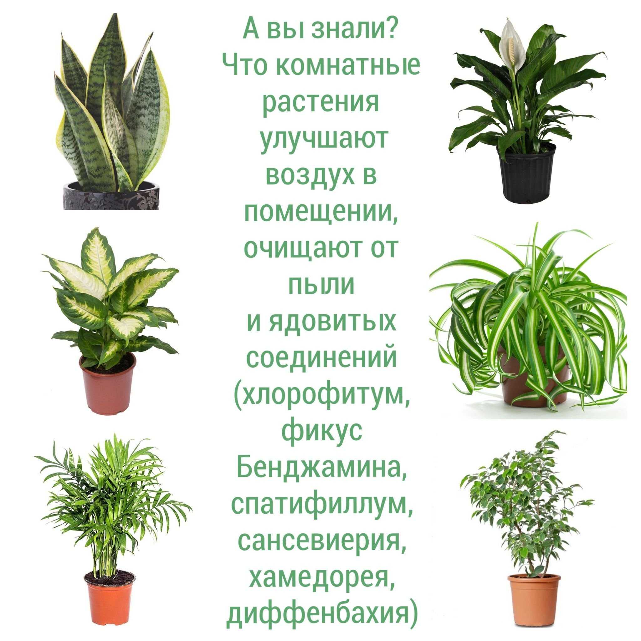 Комнатные растения, которые очищают воздух — правда или миф