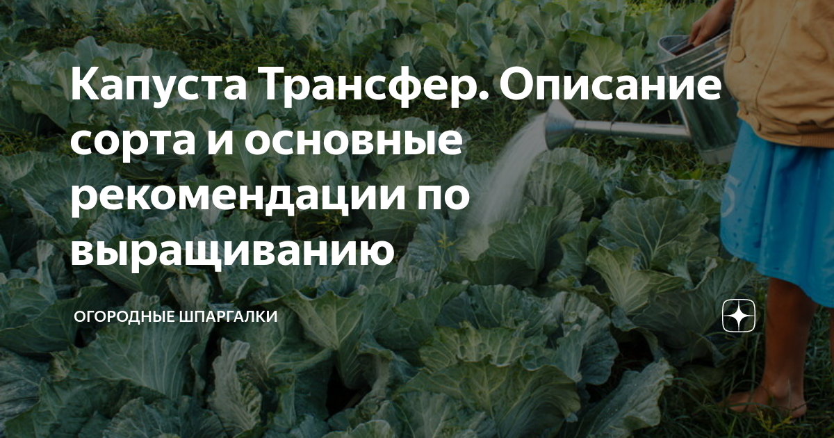 Ранняя капуста: топ лучших сортов с характеристикой и описанием, фото