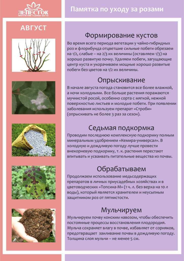 Трудности выращивания, обрезки и ухода за сортовыми розами в саду – поэтапные рекомендации начинающим цветоводам