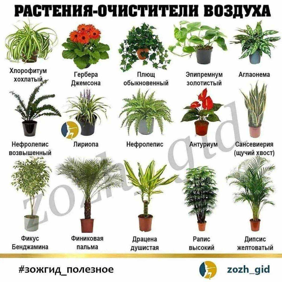 Самые красивые комнатные цветы: фото и названия (каталог)