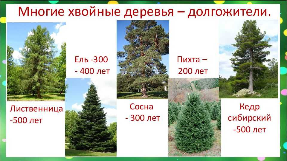 Сколько растет кедр: скорость, периоды и продолжительность