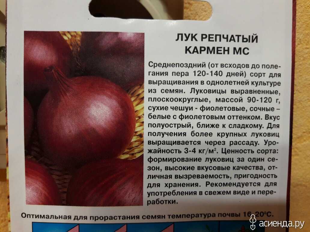 Лук кармен: описание сорта, фото, отзывы, посадка и уход, выращивание из семян