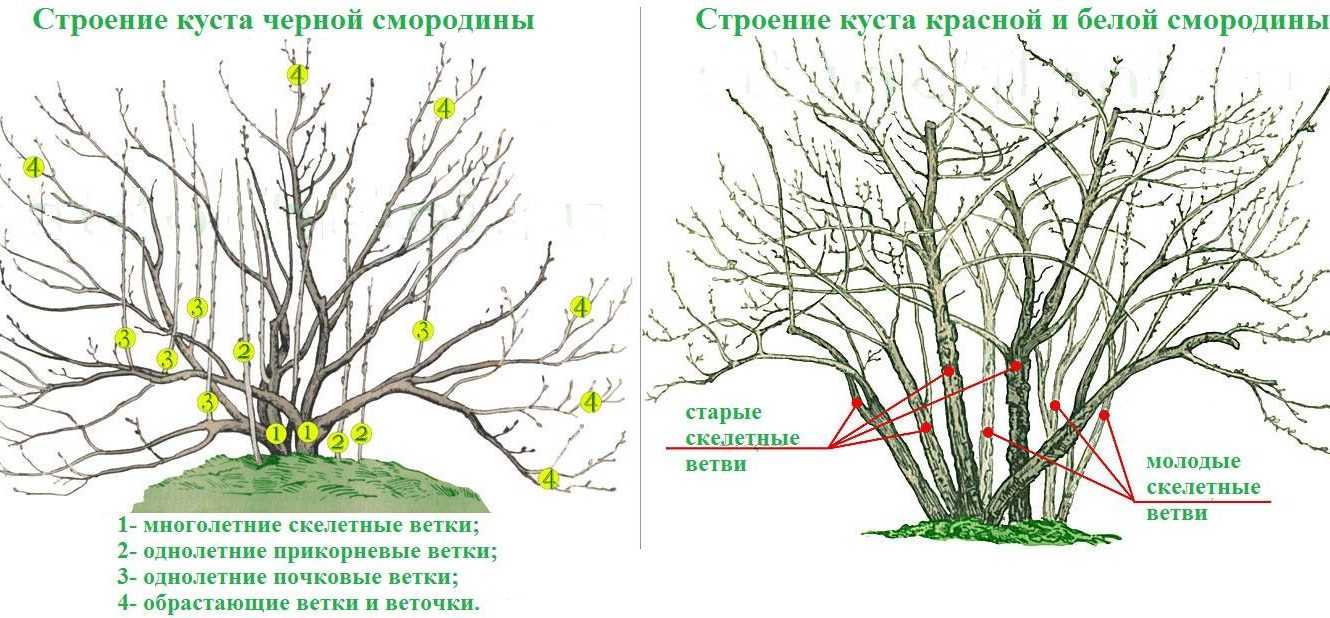 Зачем и как правильно обрезать кусты смородины?