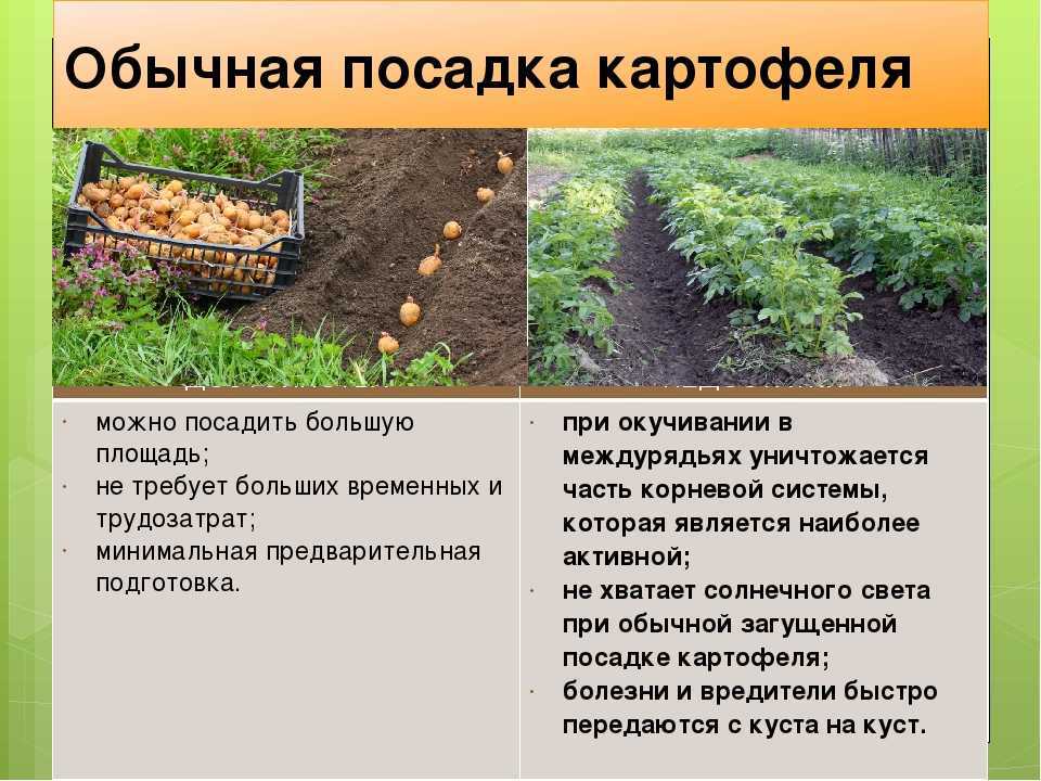 Отличный голландский сорт картофеля импала