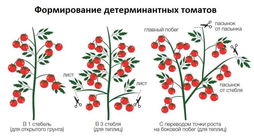 Помидоры детерминантные и индетерминантные какие лучше