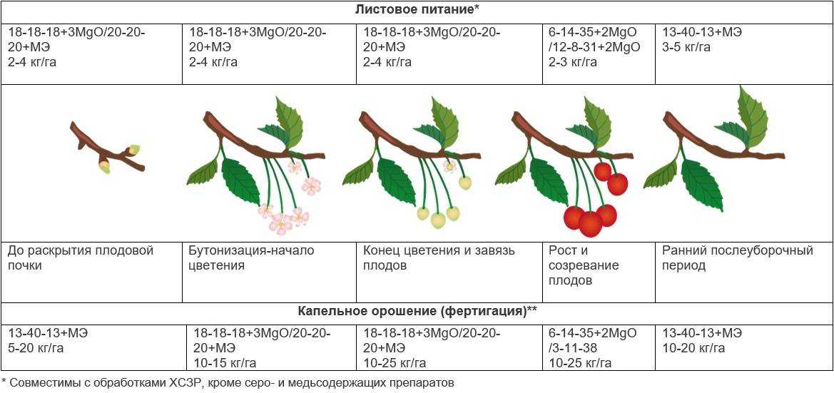 Весенняя обработка яблонь от болезней и вредителей: разбираемся, когда и чем опрыскивать деревья