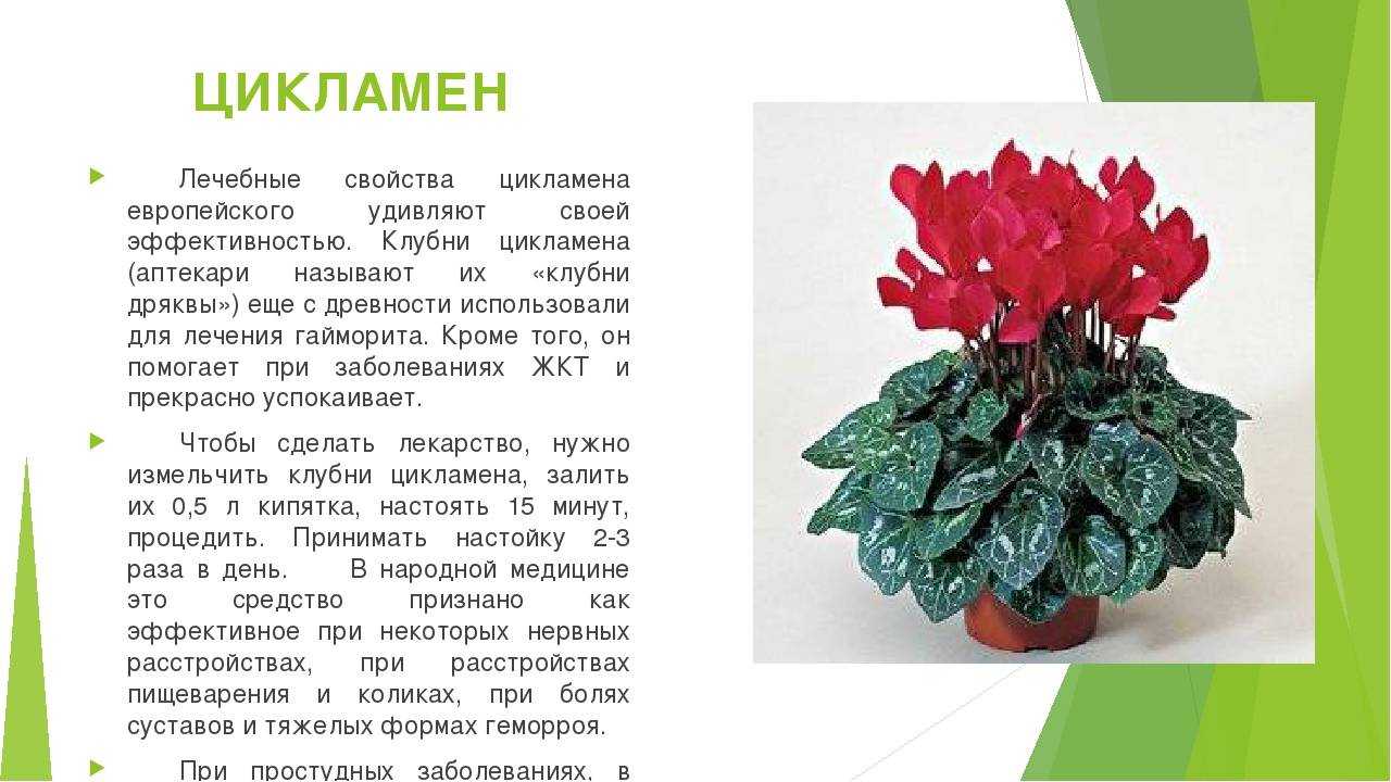 Цикламен