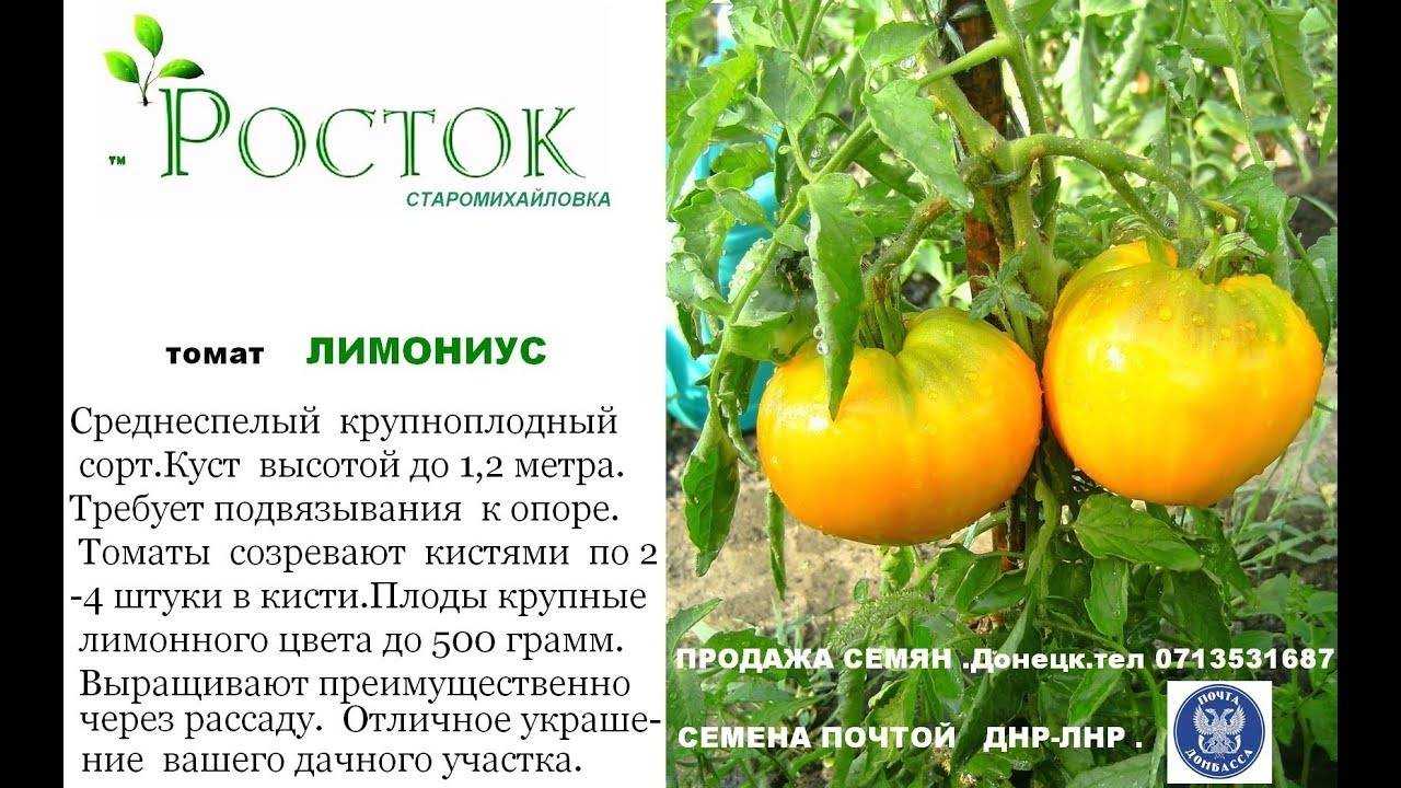 Томат лабрадор: характеристика и описание сорта, отзывы, выращивание